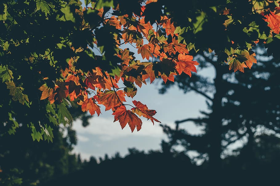 Autumnal Leaves, selective photography of green and red leaves plant HD wallpaper