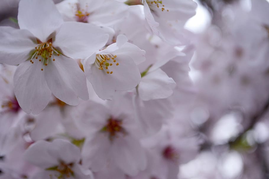 Cherry, Petal, Spring, flower, full frame, backgrounds, no people HD wallpaper