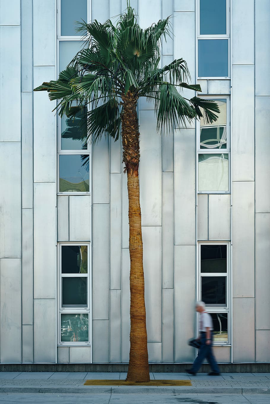 man near palm tree, green palm tree near the gray building, person HD wallpaper