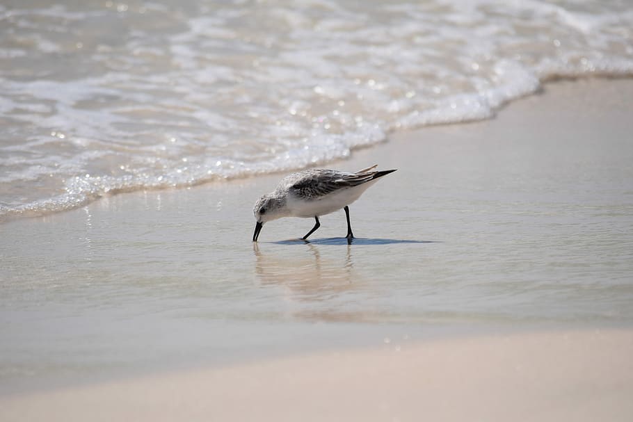 seagull on the shore, seagull at shore, beach, sand, ocean, water HD wallpaper