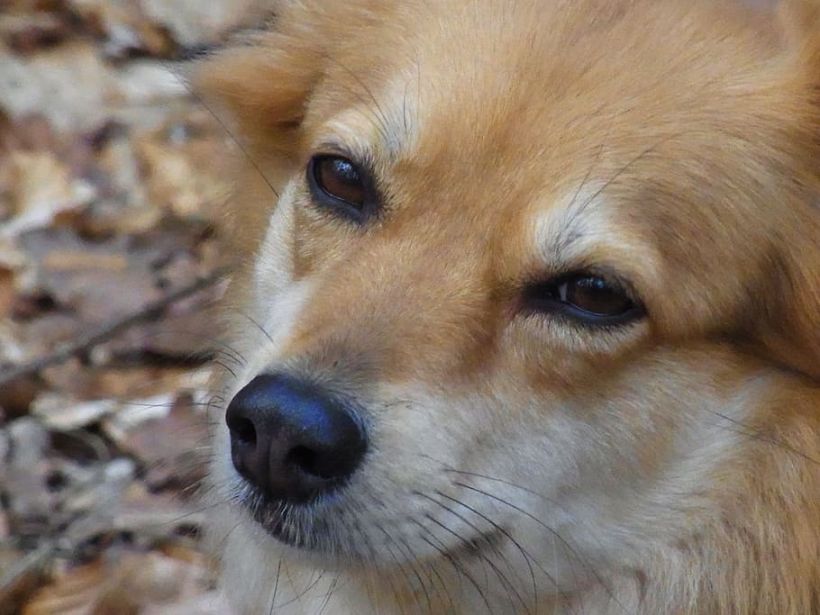 Dog, Ronja, Animal, Good, View, Eyes, pets, canine, cute, purebred Dog HD wallpaper