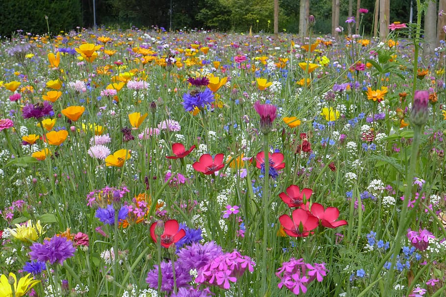 field of assorted color and breed flower field, flower meadow, HD wallpaper