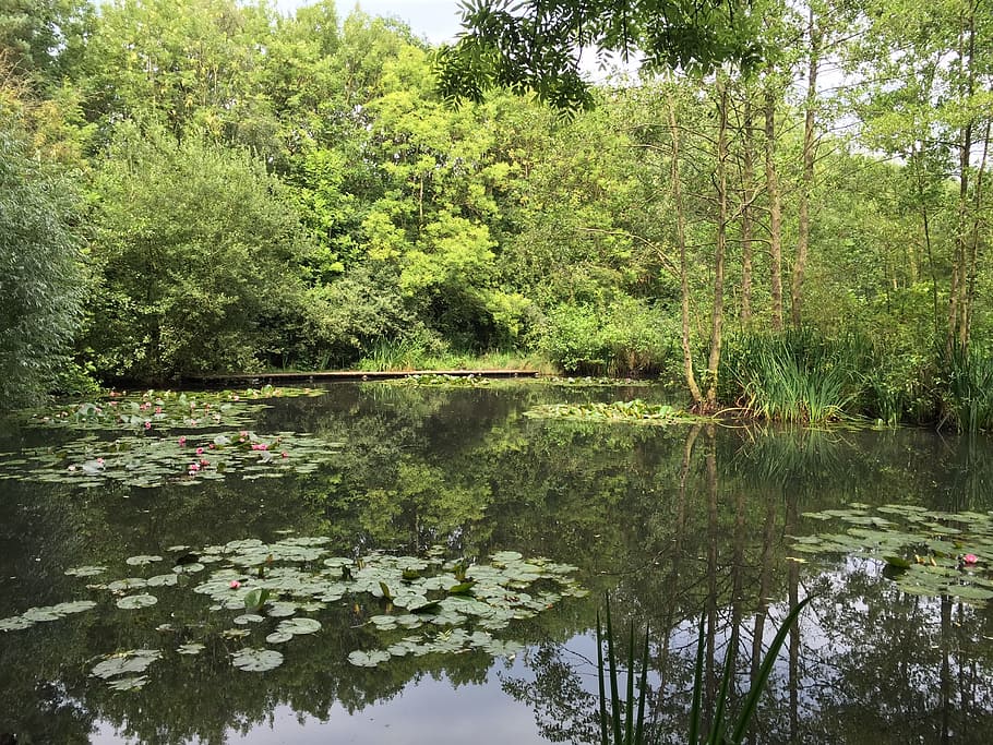 nature, summer, spring, plant, lake, water, reflection, tree HD wallpaper