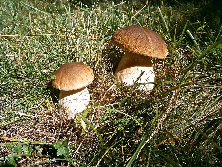 Mushrooms, Boletus Edulis, Forest, autumn, nature, fungus, toadstool, HD wallpaper