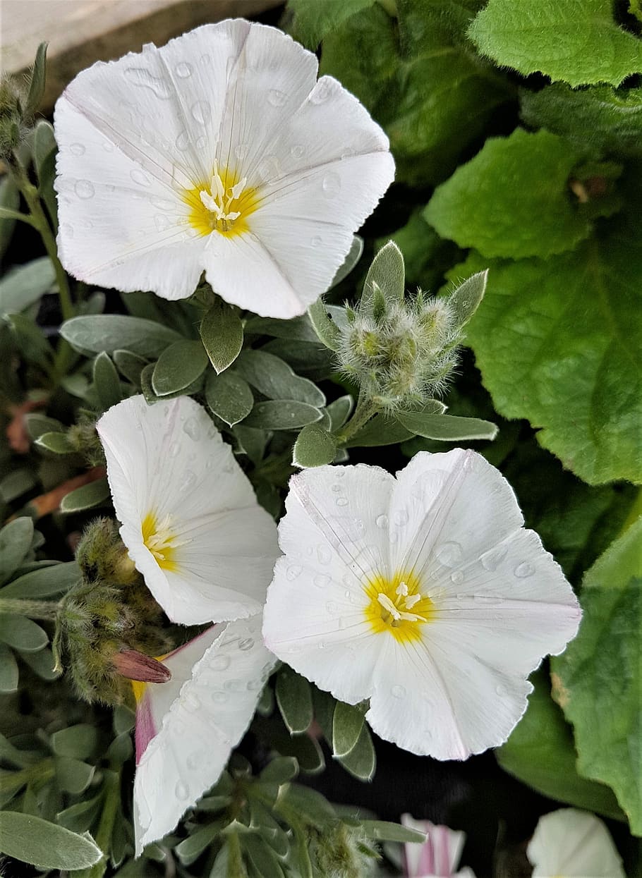 flower, flora, nature, leaf, garden, petal, flowering plant HD wallpaper