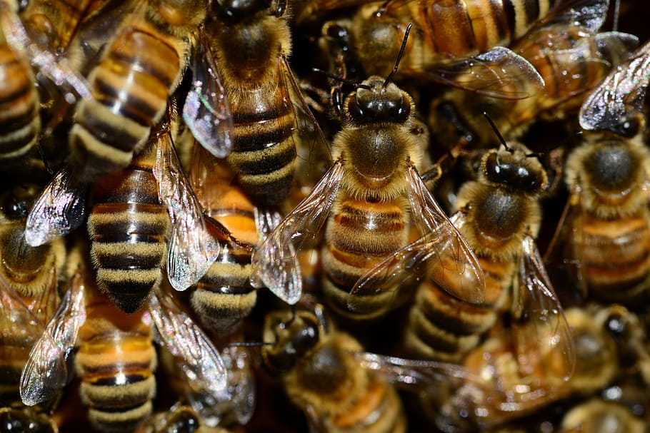 swarm of honey bees, buckfast, insect, wings, eyes, stripes, hive