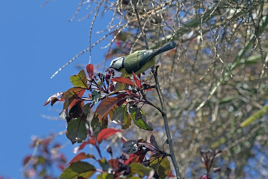 blue tit, bird, tree, sky, red, nature, animals in the wild HD wallpaper