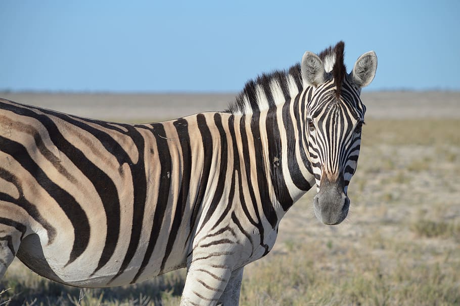 Zebra, Head, Striped, Black White, animal, africa, etosha, safari, HD wallpaper