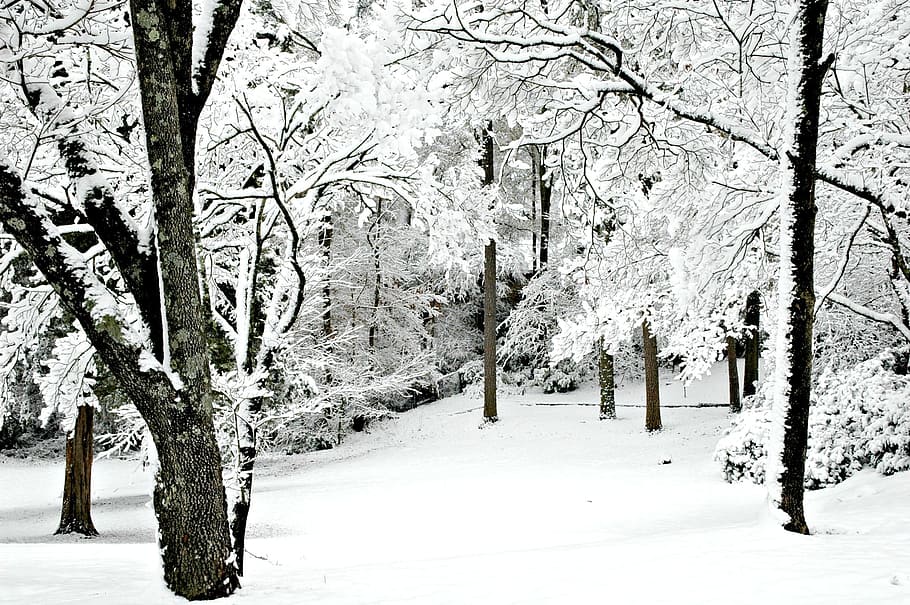 Winter, Snow, Trees, Nature, cold temperature, white color HD wallpaper