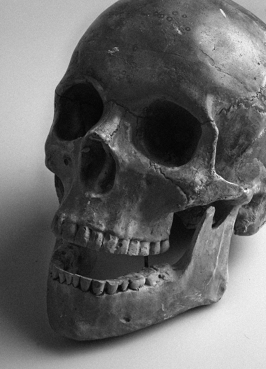 skull, color, teeth, human skull, human skeleton, bone, human body part HD wallpaper
