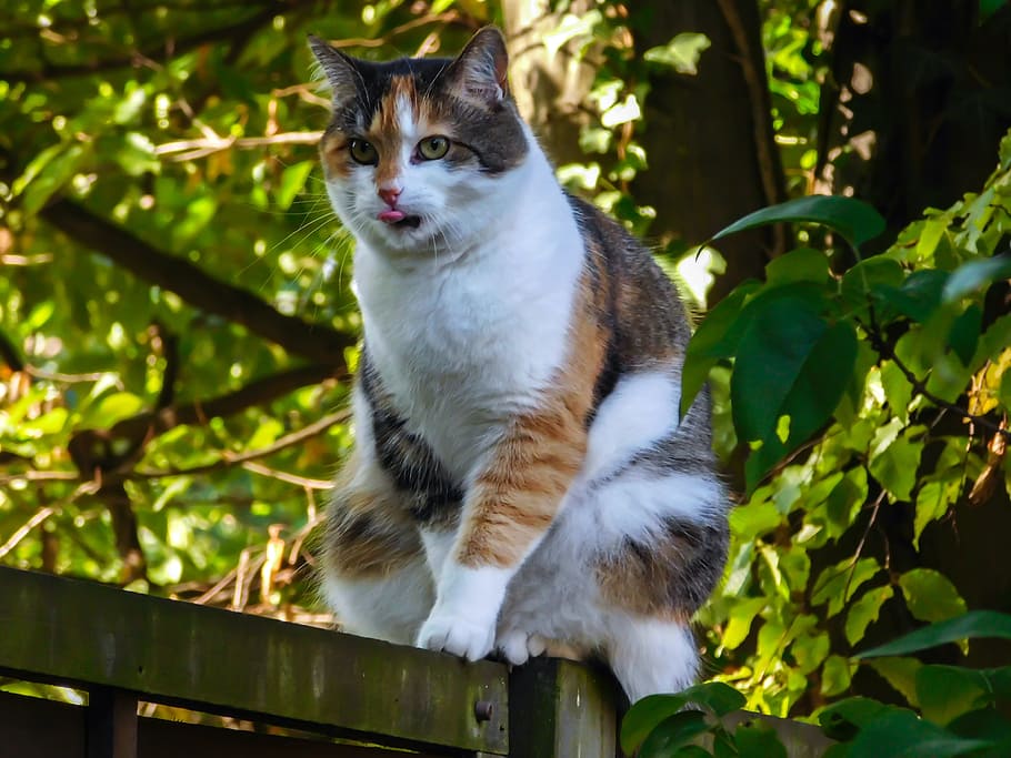 cat, lucky cat, fence, tongue, balance, three coloured, domestic cat