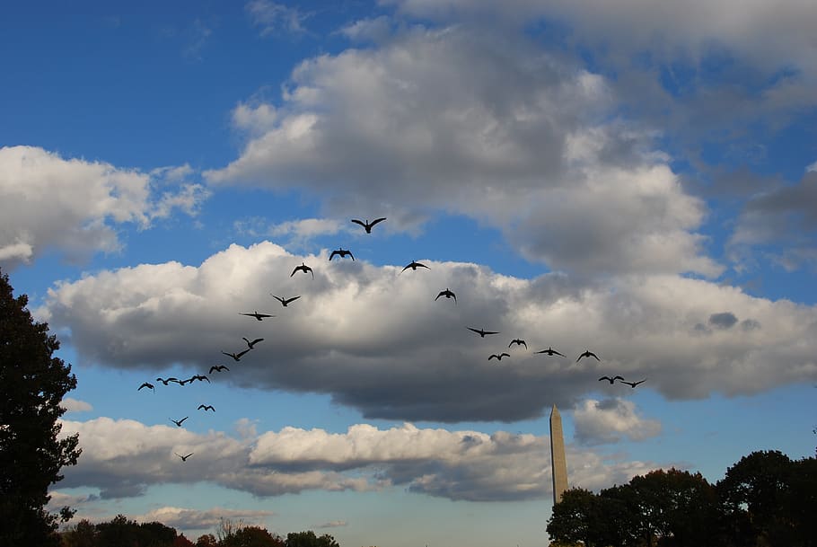 birds, training, flight, sky, cloud, obelisk, washington, america HD wallpaper