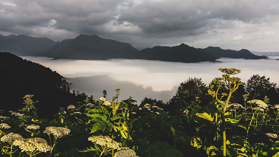 Photography of Green Leaf Plants With Mountain As Background HD wallpaper