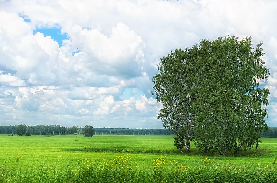 summer, field, grass, sky, cloud, tree, birch, nature, meadow HD wallpaper
