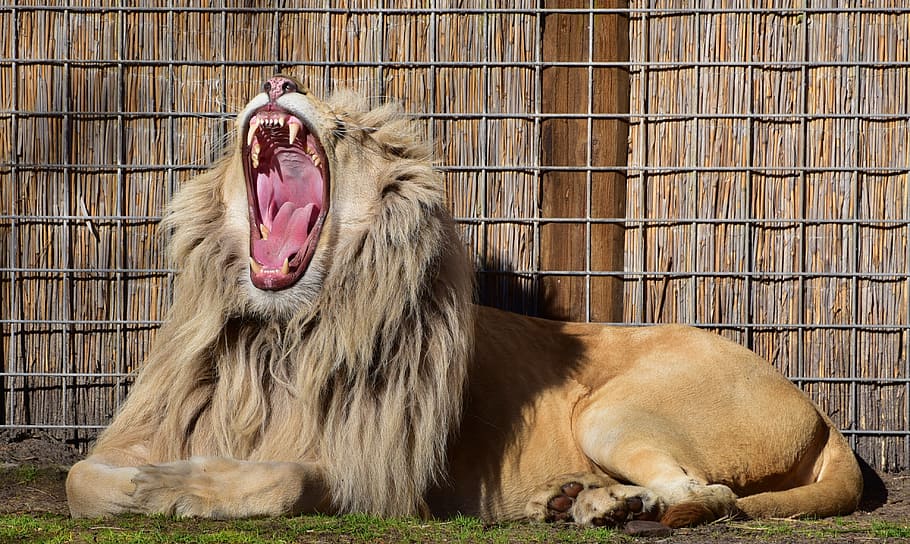 lion roaring near fence, pride, beautiful, foot, tooth, mane, HD wallpaper