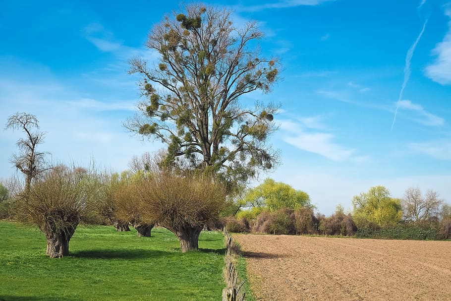 Landscape, Meadowlands, Trees, bare branches, blue, mood, sky HD wallpaper