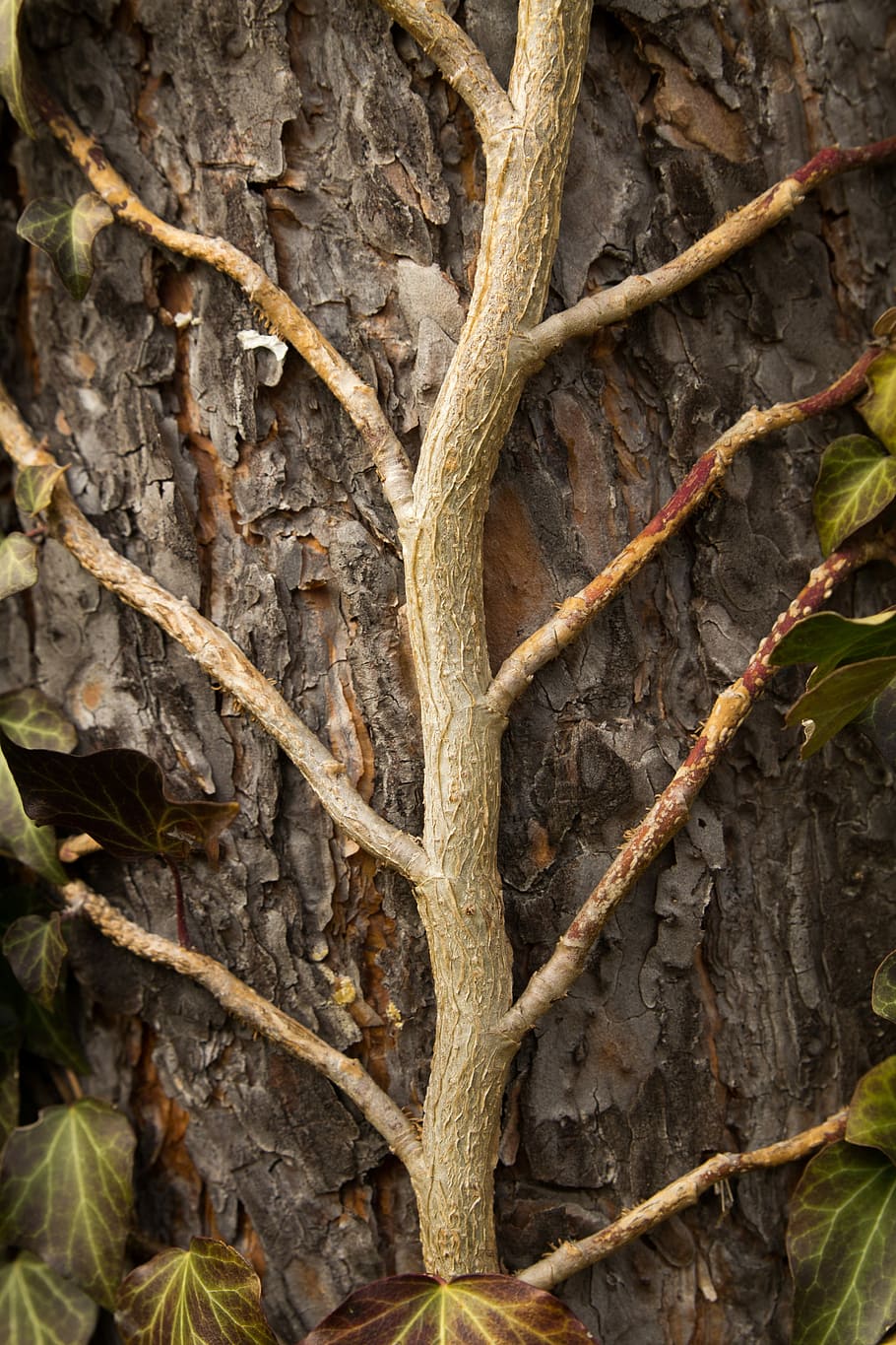 tree, nature, wood, leaf, plant, plant part, close-up, full frame HD wallpaper