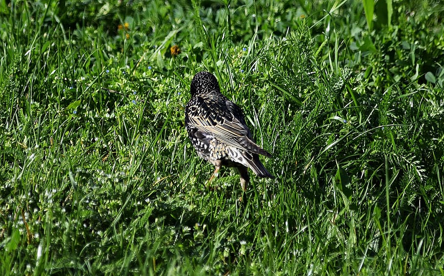 bird, nature, grass, meadow, meadow grass, blade of grass, summer HD wallpaper