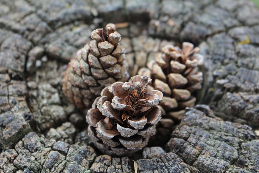 pine cone, stump, nature, brown, outdoor, close-up, no people HD wallpaper