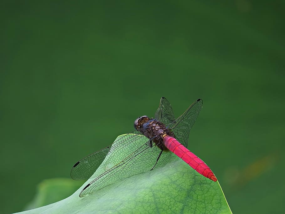 red, dragonfly, insect, wingd, powder, after, wings, properties HD wallpaper