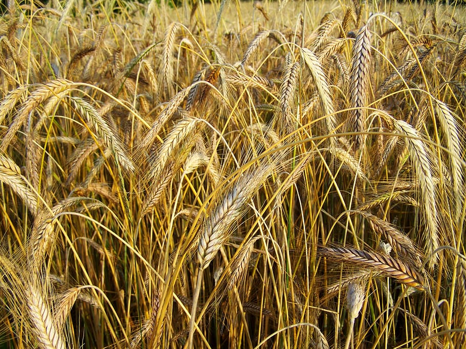 rye, mature grain, summer, crop, agriculture, growth, cereal plant HD wallpaper
