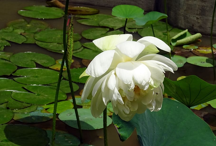 lotus, flower, white, nelumbo nucifera, indian lotus, sacred lotus, HD wallpaper