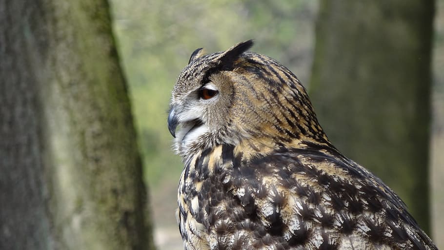 owl, eagle owl, forest, night, bird, forests, feather, one animal HD wallpaper