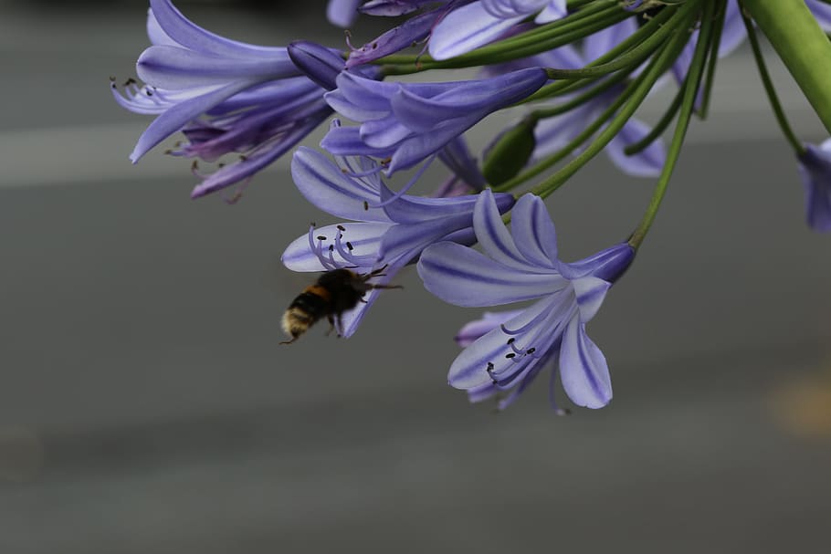 Flower, Bee, Petals, Bloom, Leaf, blue, nature, blossom, purple HD wallpaper