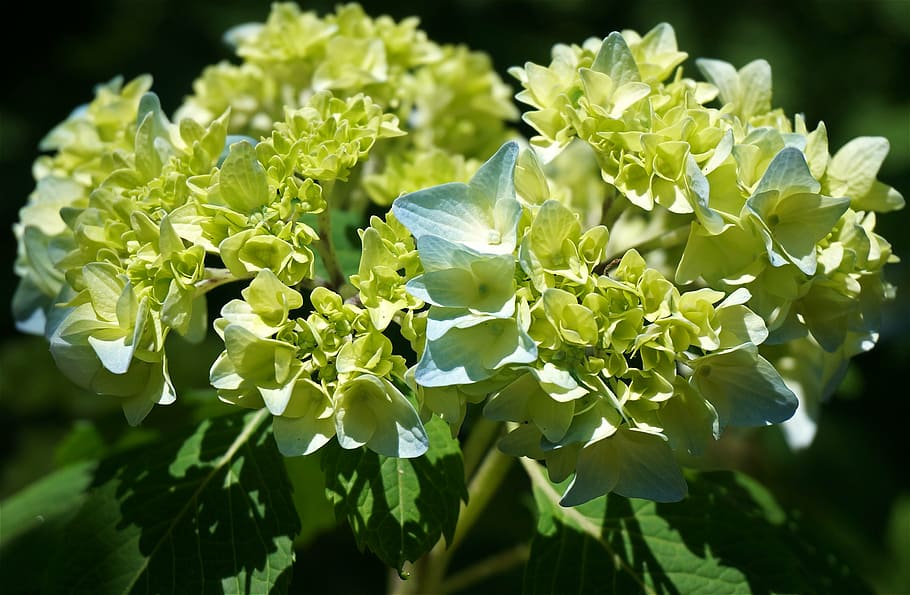 blue hydrangea, blossoms, flower, bloom, plant, garden, spring HD wallpaper