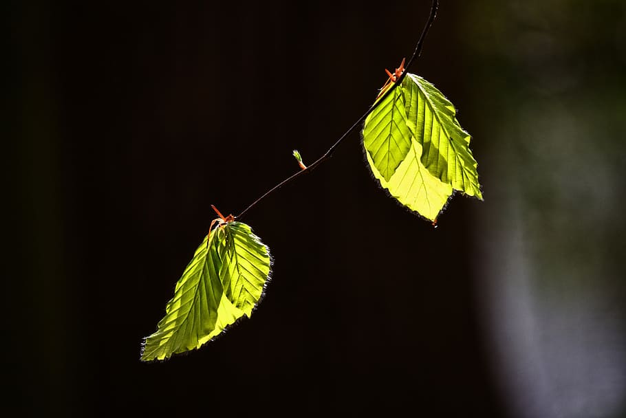 green leaves on branch, leaf, foliage, twig, tree, new leaf HD wallpaper