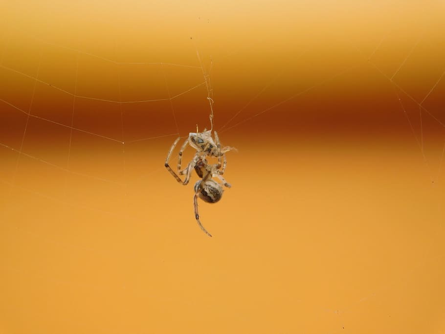 spider, web, fly, eat, insect, spiderweb, macro, animal, spider web HD wallpaper