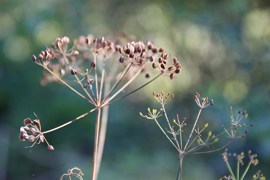 tilt shift focus photography of brown petaled flower bud, dill HD wallpaper