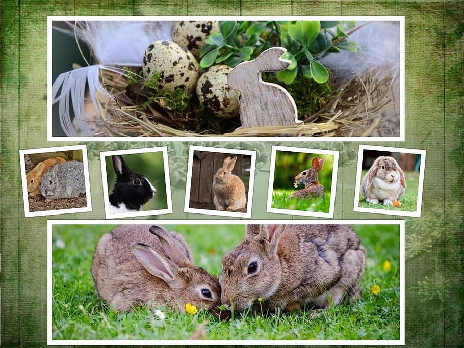 assorted breed of rabbits collage, easter, background, symbol