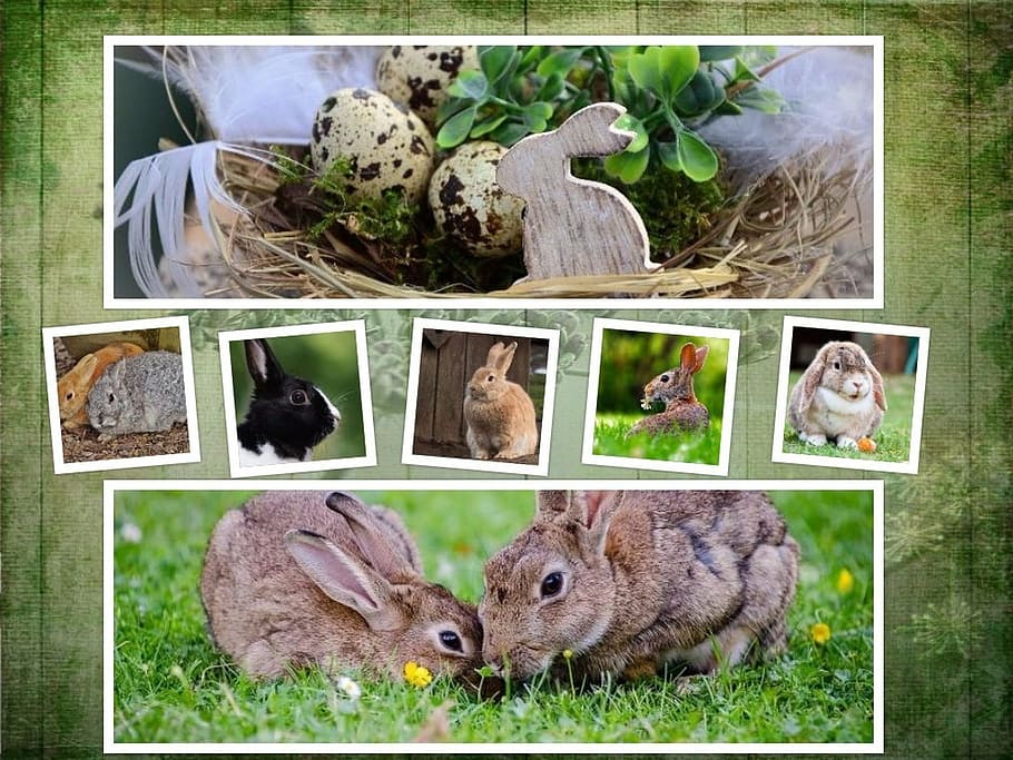 assorted breed of rabbits collage, easter, background, symbol HD wallpaper