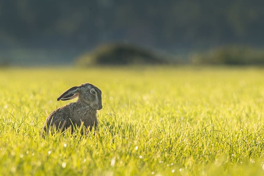 gray rabbit on grass, close-up photography of rabbit on grass HD wallpaper