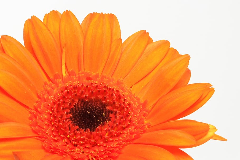 gerbera, germini, flower, spring, blossom, bloom, affection HD wallpaper