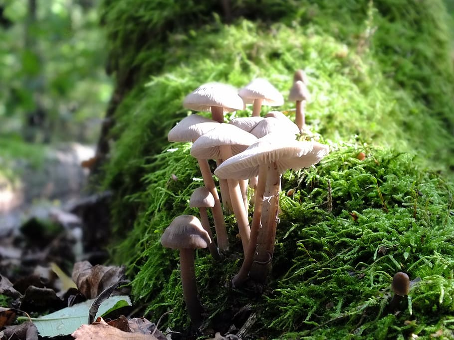 forest, mushrooms, log, moss, macro, fungus, growth, vegetable HD wallpaper