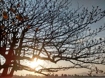 sunset, strong samir, tree, nature, autumn, landscape, eder flávio mauro HD wallpaper