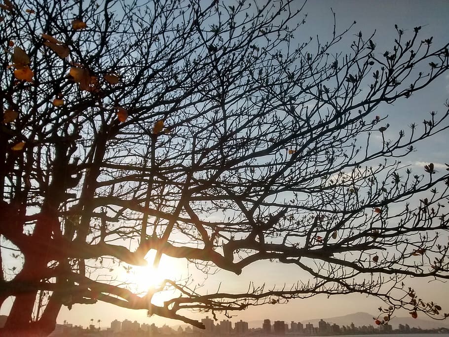 sunset, strong samir, tree, nature, autumn, landscape, eder flávio mauro HD wallpaper