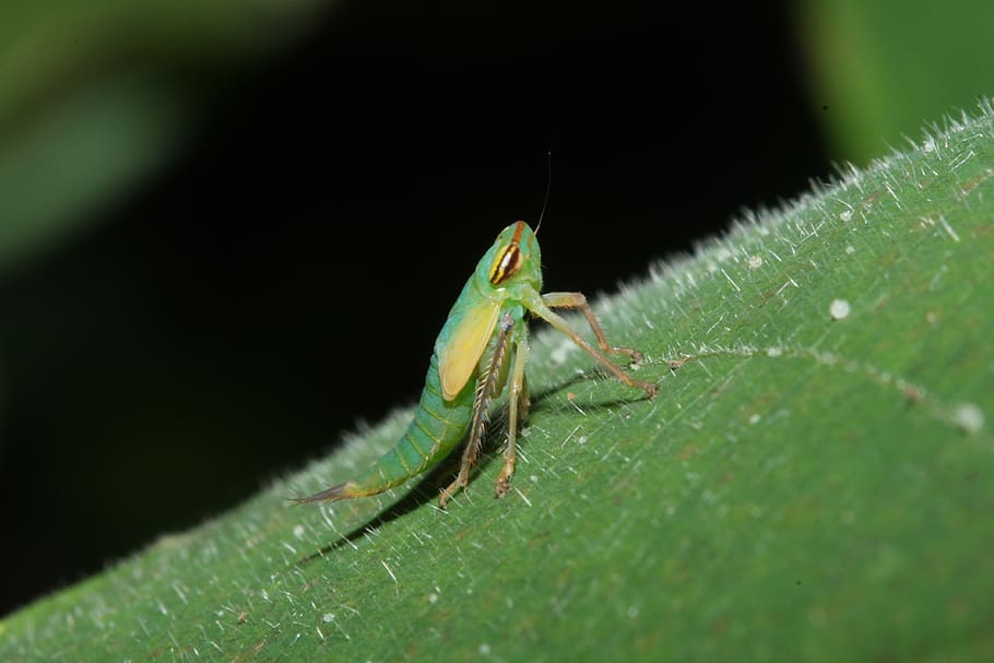 macro, insect, wild insect, animal themes, animal wildlife HD wallpaper
