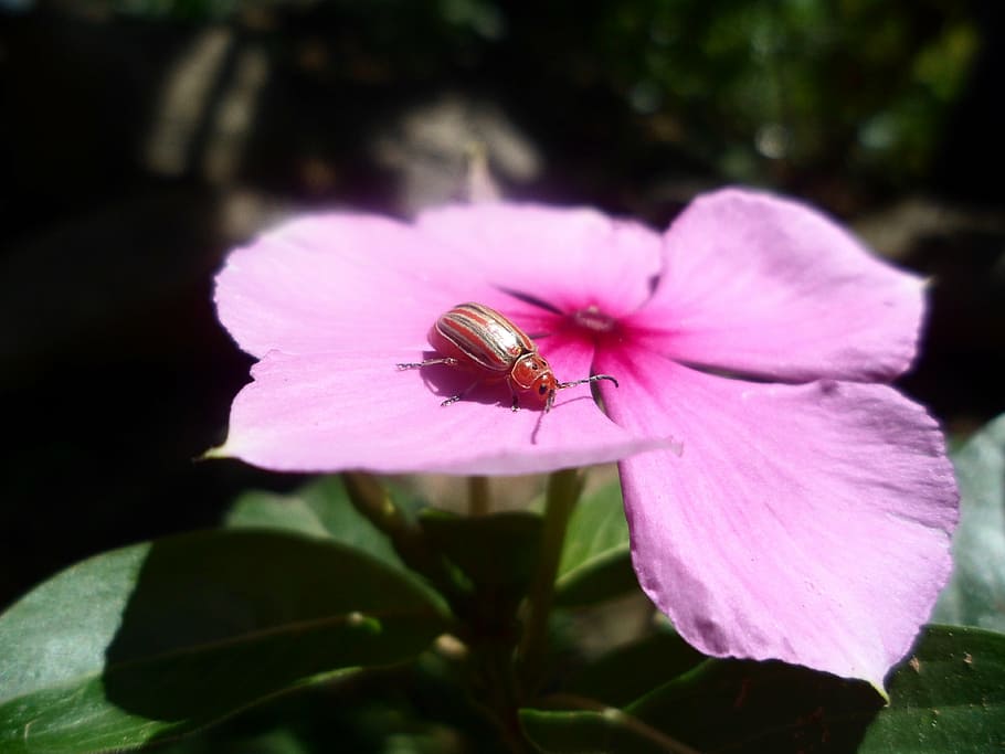 flower, insect, macro, nature, flowers, plants, botany, beautiful HD wallpaper
