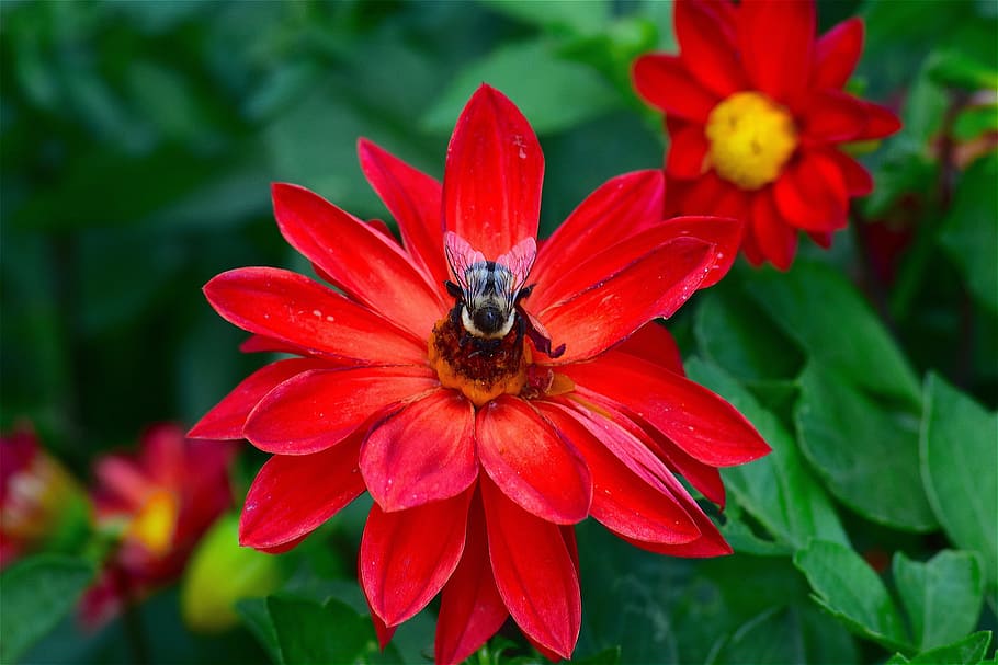 flower, red, bright, shadow, bee, insect, garden, nature, summer HD wallpaper