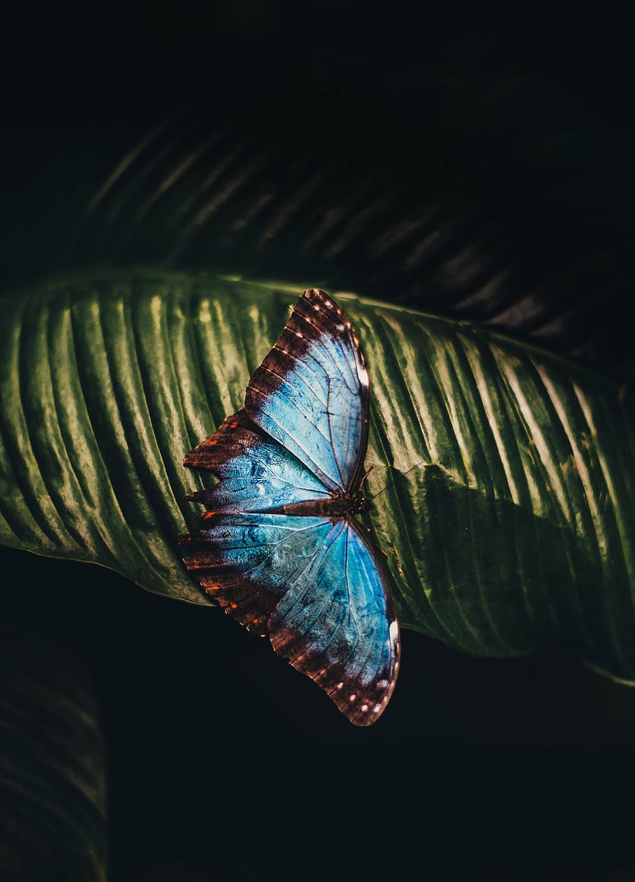 untitled, butterfly, leaf, animal, insect, blue, beautiful HD wallpaper