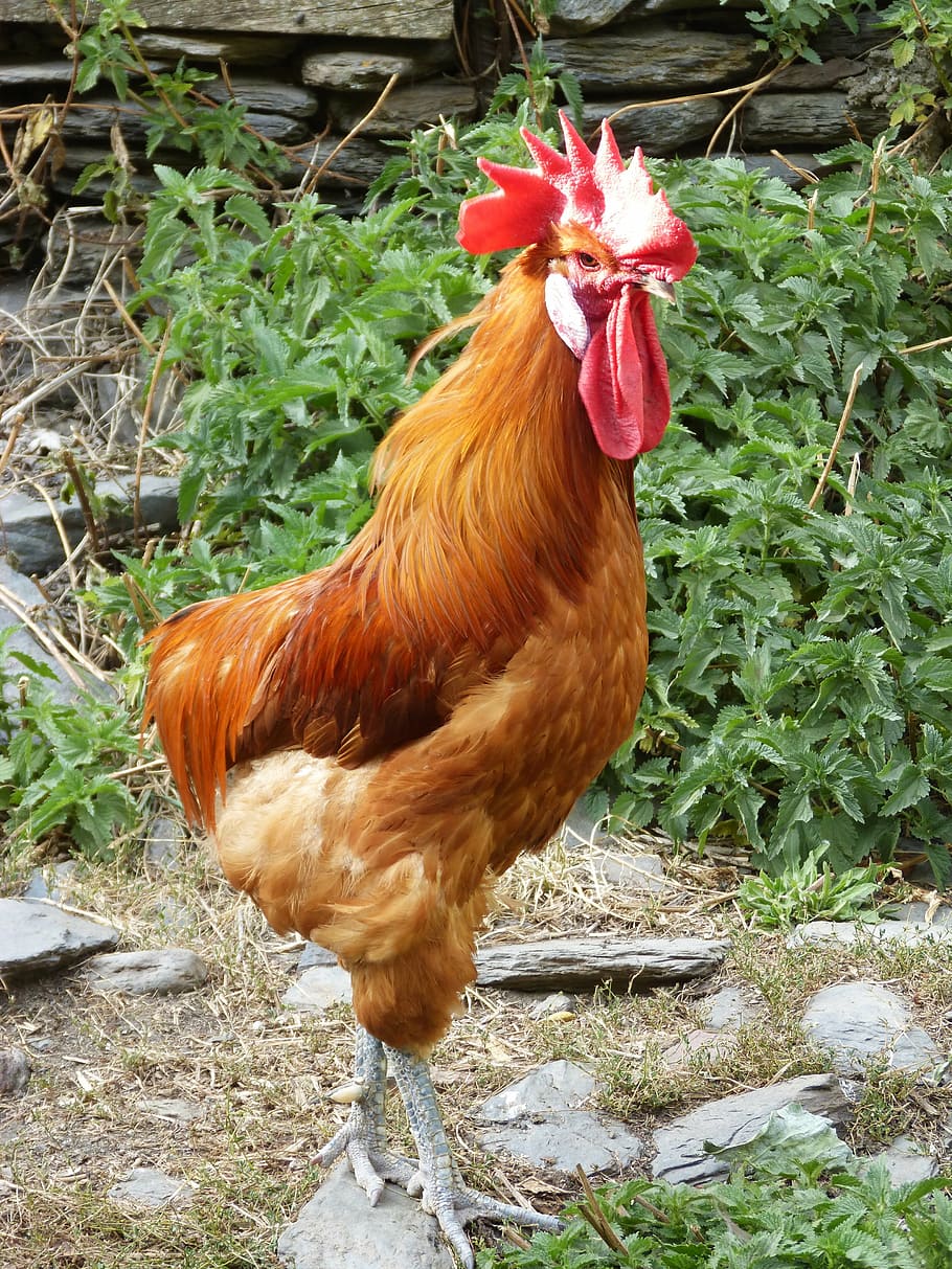 gallo, poultry, chicken, crest, livestock, chicken - bird, animal themes HD wallpaper