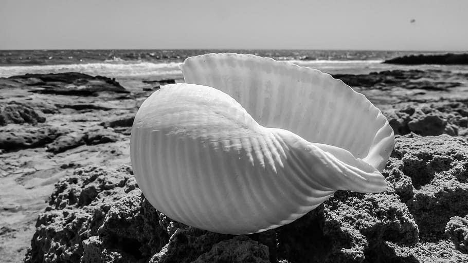 grayscale photography of seashell on sand next to beach, nature HD wallpaper