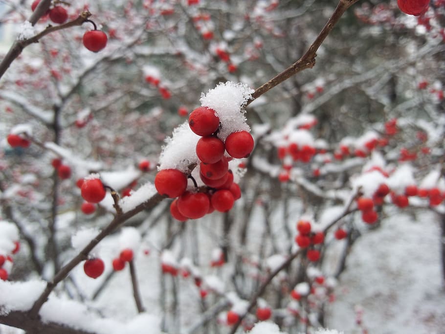 snow on red fruits, winter, nature, cold temperature, tree HD wallpaper