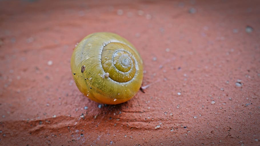 snail, shell, close, snail shell, mollusk, reptile, animals HD wallpaper
