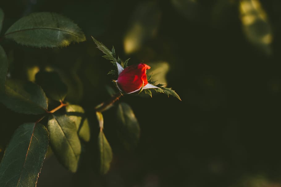 selective focus of rose bud, selective focus photography of red petaled flower HD wallpaper