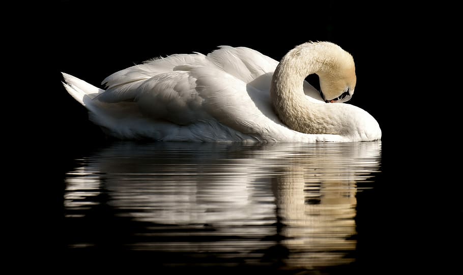 close up photo of swan, feather, plumage, water bird, nature