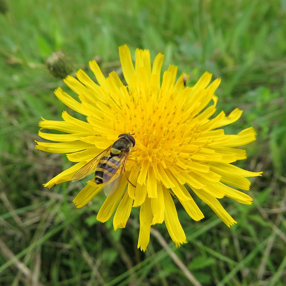 hoverfly, yellow, flight, insect, macro, garden, flower, flowering plant HD wallpaper